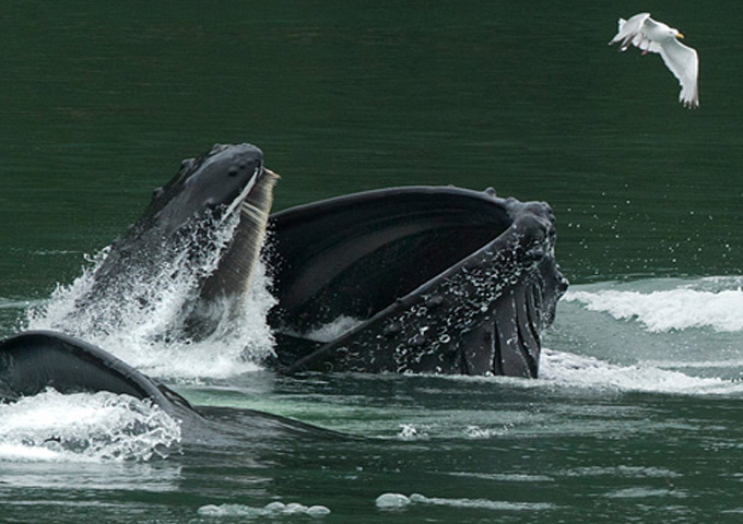 Whales Of Alaska