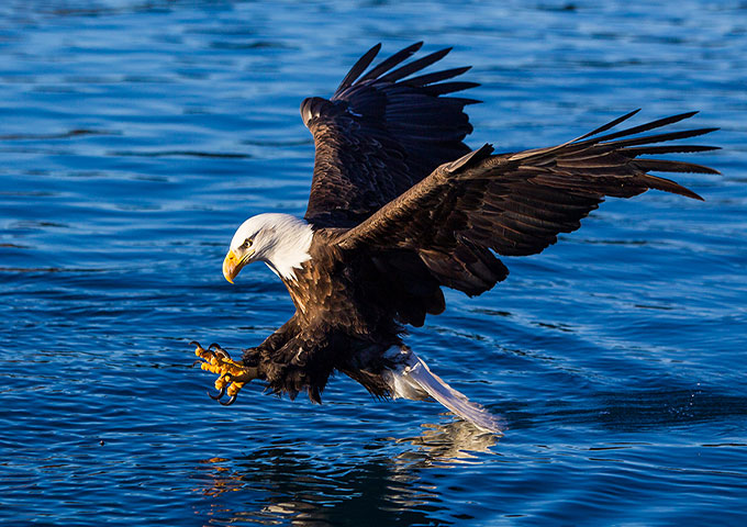 Alaskan Winter Photo Feast Eagles and Northern Lights Feb. 10-19, 2018