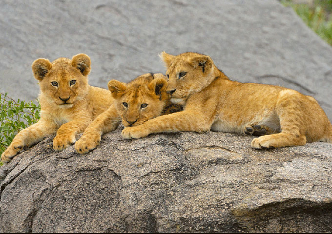 Wildlife of the Serengeti & The Great Migrations - March 4-17, 2017