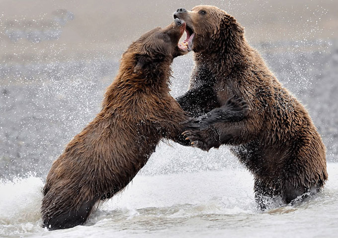 Bears of Alaska - July 26-31, 2017