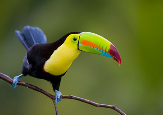 Costa Rica - December 3-12, 2016