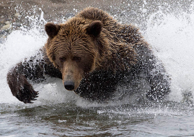 Bears Of Alaska