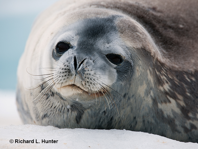 Close-Up-Seal-Face