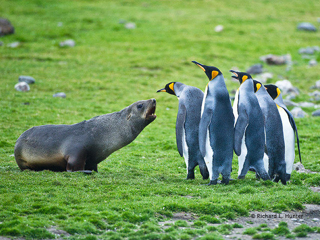 Seal--Penguins