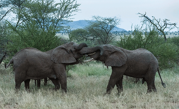 Elephants-Wrapng-Trnks