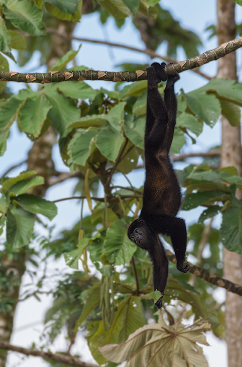 Monkey-Hanging-from-Tree