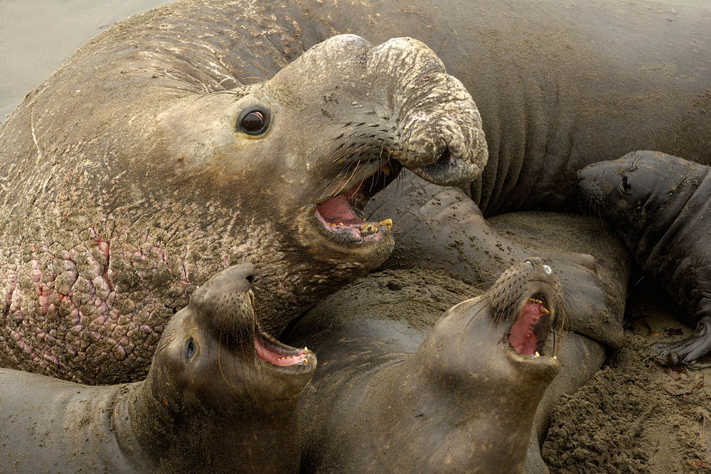 Elepahnt-Seal-Familyjpg