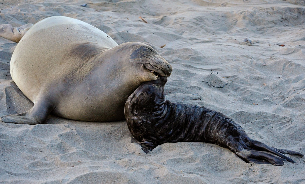 Elph-Seal-Mom-&-New-born