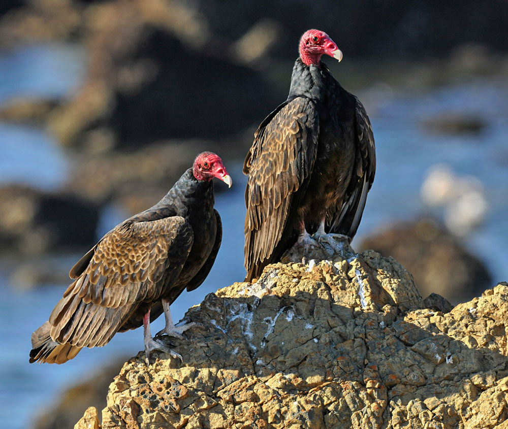 Turkey-Vultures