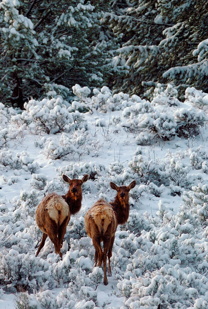 Elk-in-Snow