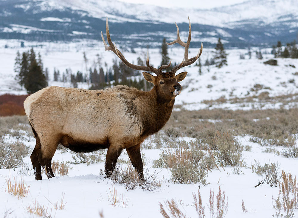 Elk-in-Winter-2