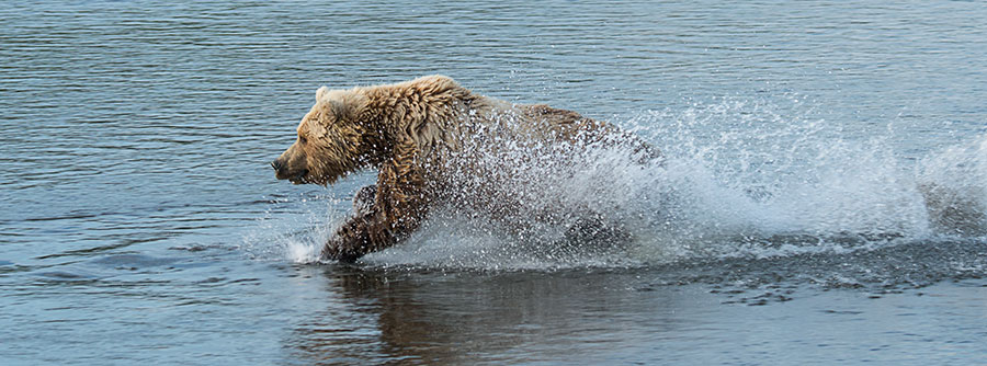 Bear-Running-