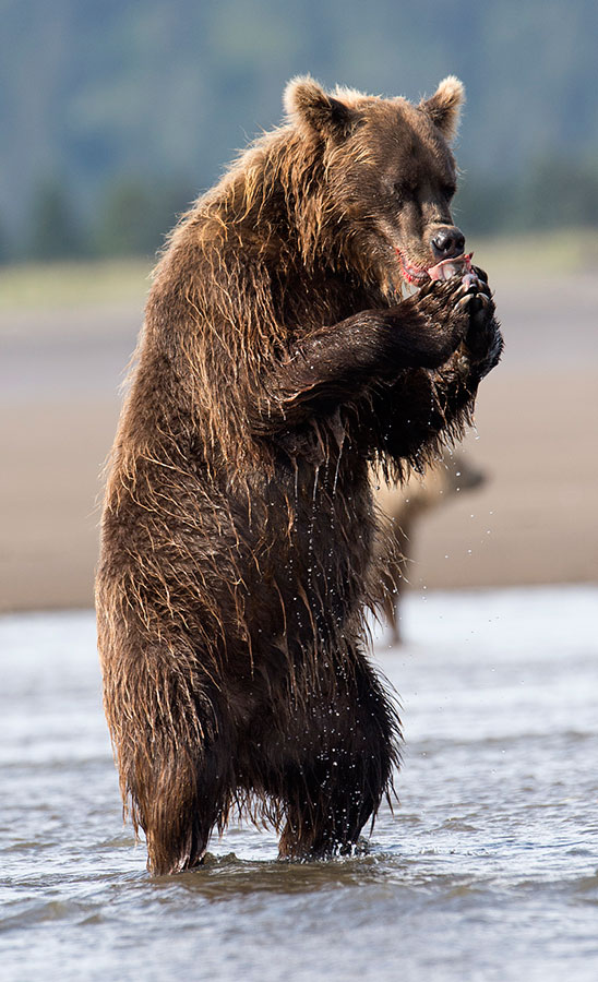 Bear-Standing-Eating-Fish