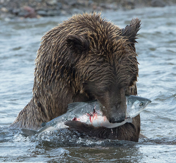 Bear-and-fish