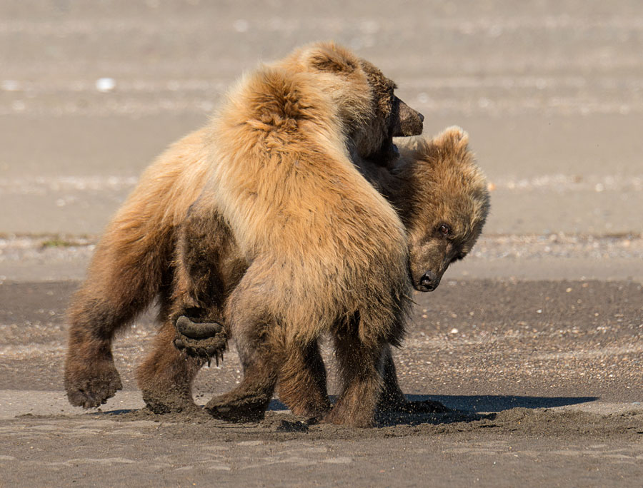 Cubs-wrestling