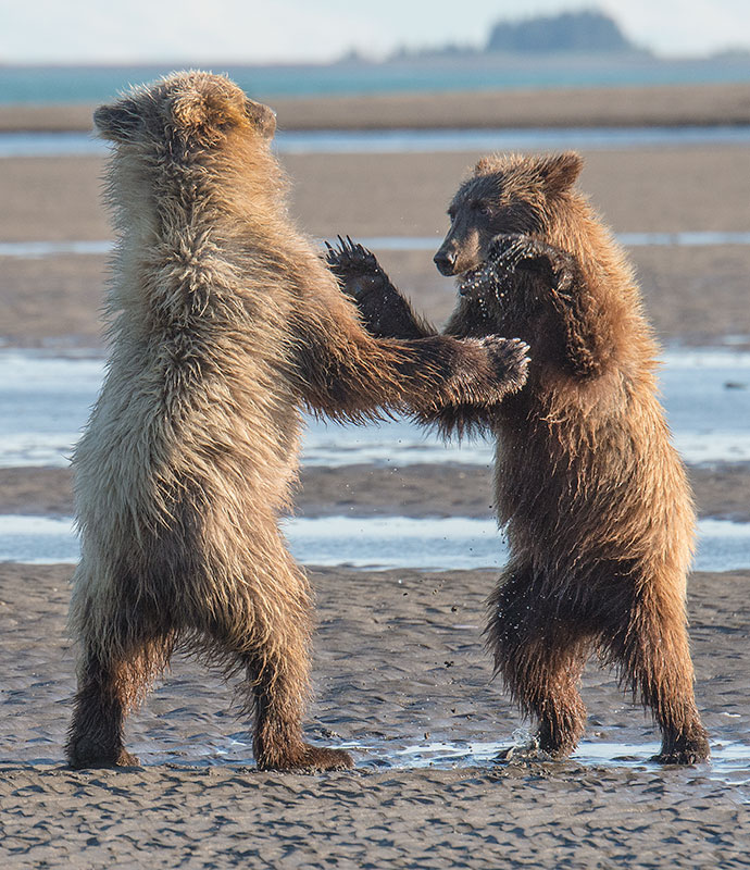 Young-Bears-Playing-on-Beach