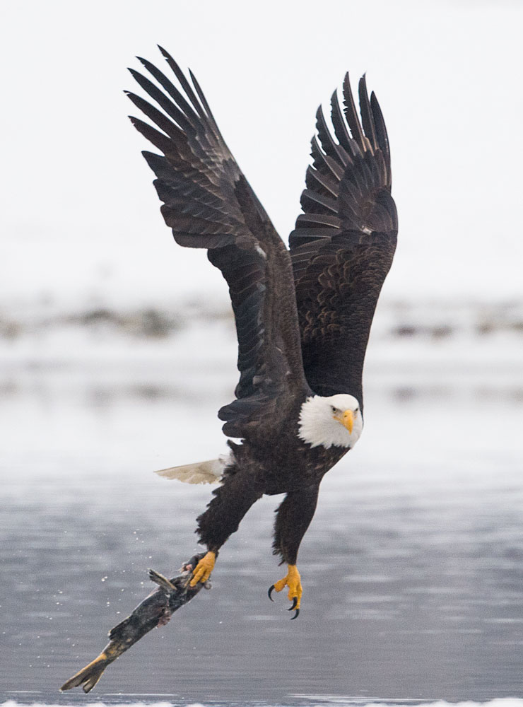 Bald-Eagle-Carrying-Fish
