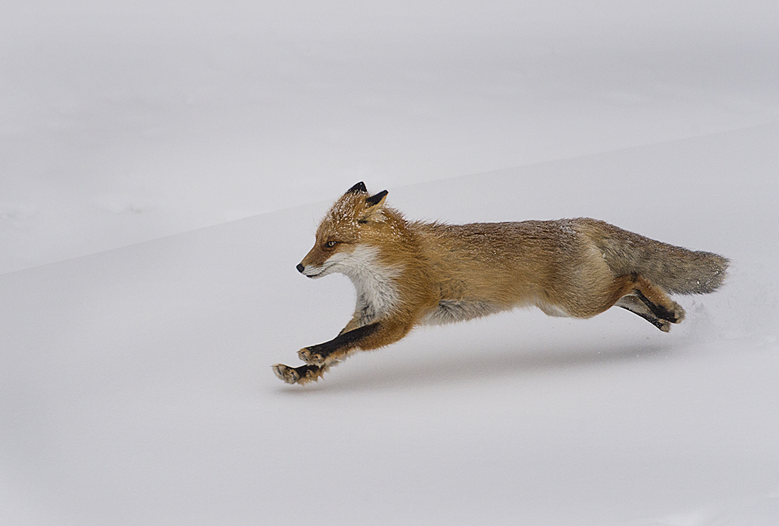 Fox running in Snow