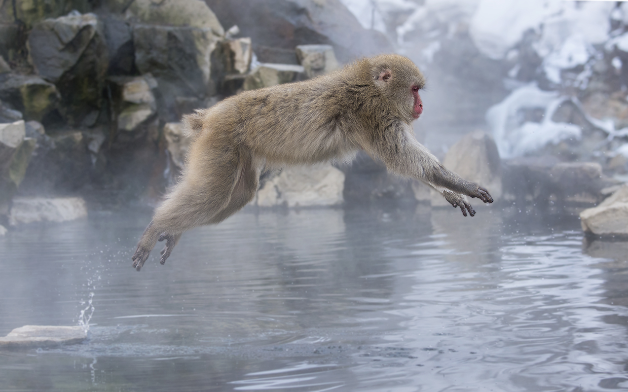 Jumping Snow Monkey