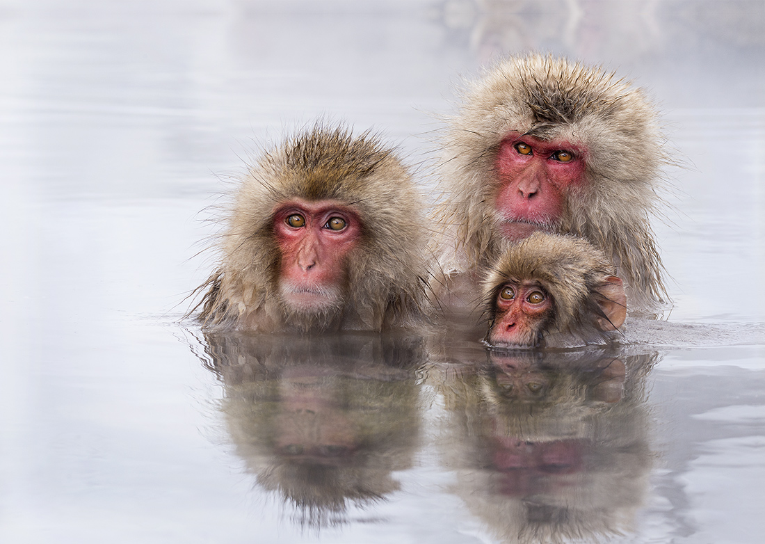 Snow Monkey Family in pool small