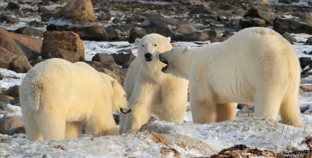 3-Polar-Bears