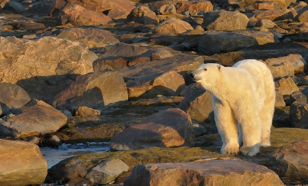 Polar-Bears--9
