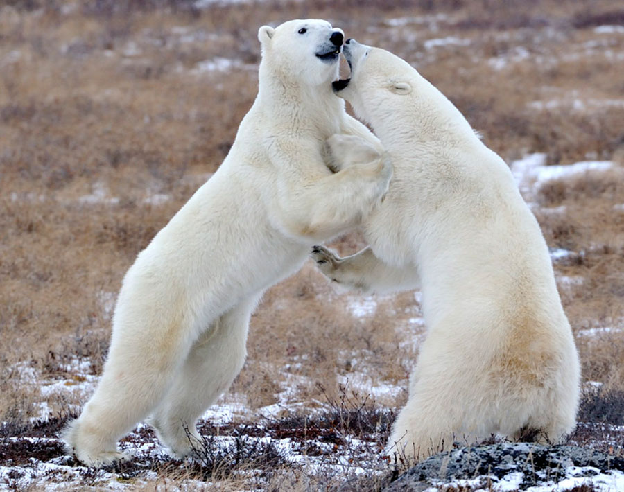 Polar-Bears-Sparing