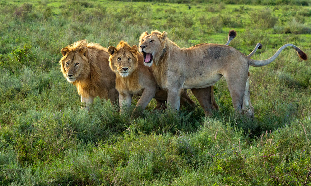3-Male-Lions
