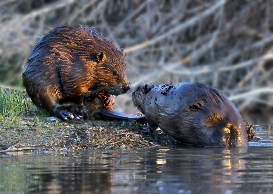 Beaver Meeting
