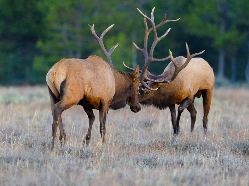 Elk-Locking-Horns