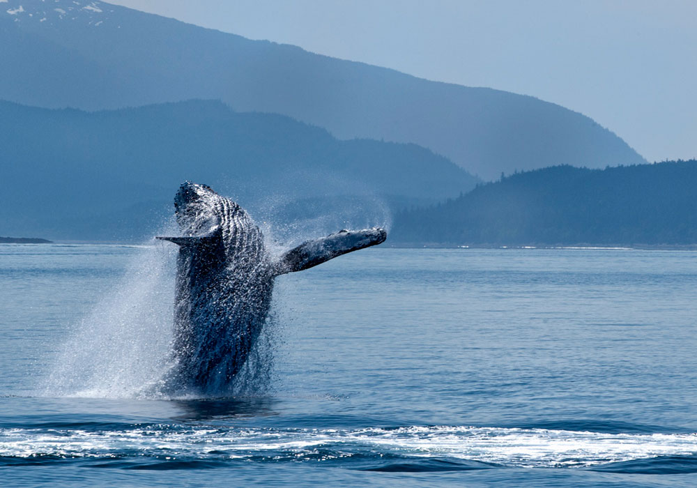 Humback Whale- Breaching