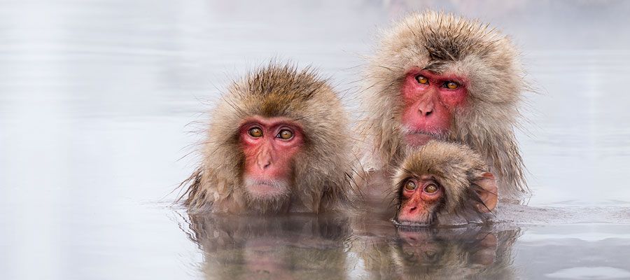 Snow Monkey Family In Pool